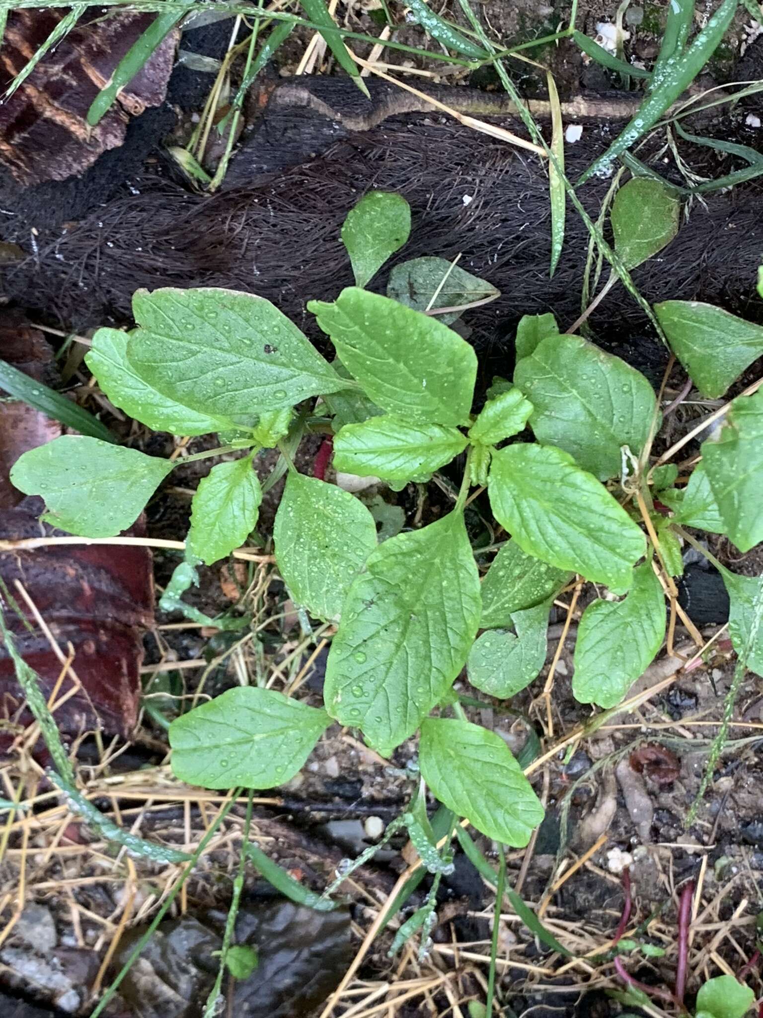 Image of Amaranthus blitum L.