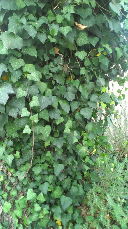 Image of English ivy