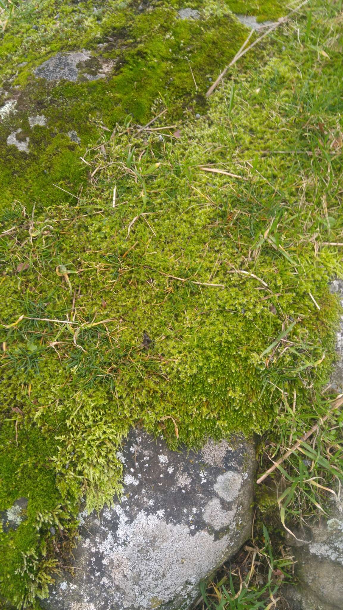 Image of elongate racomitrium moss