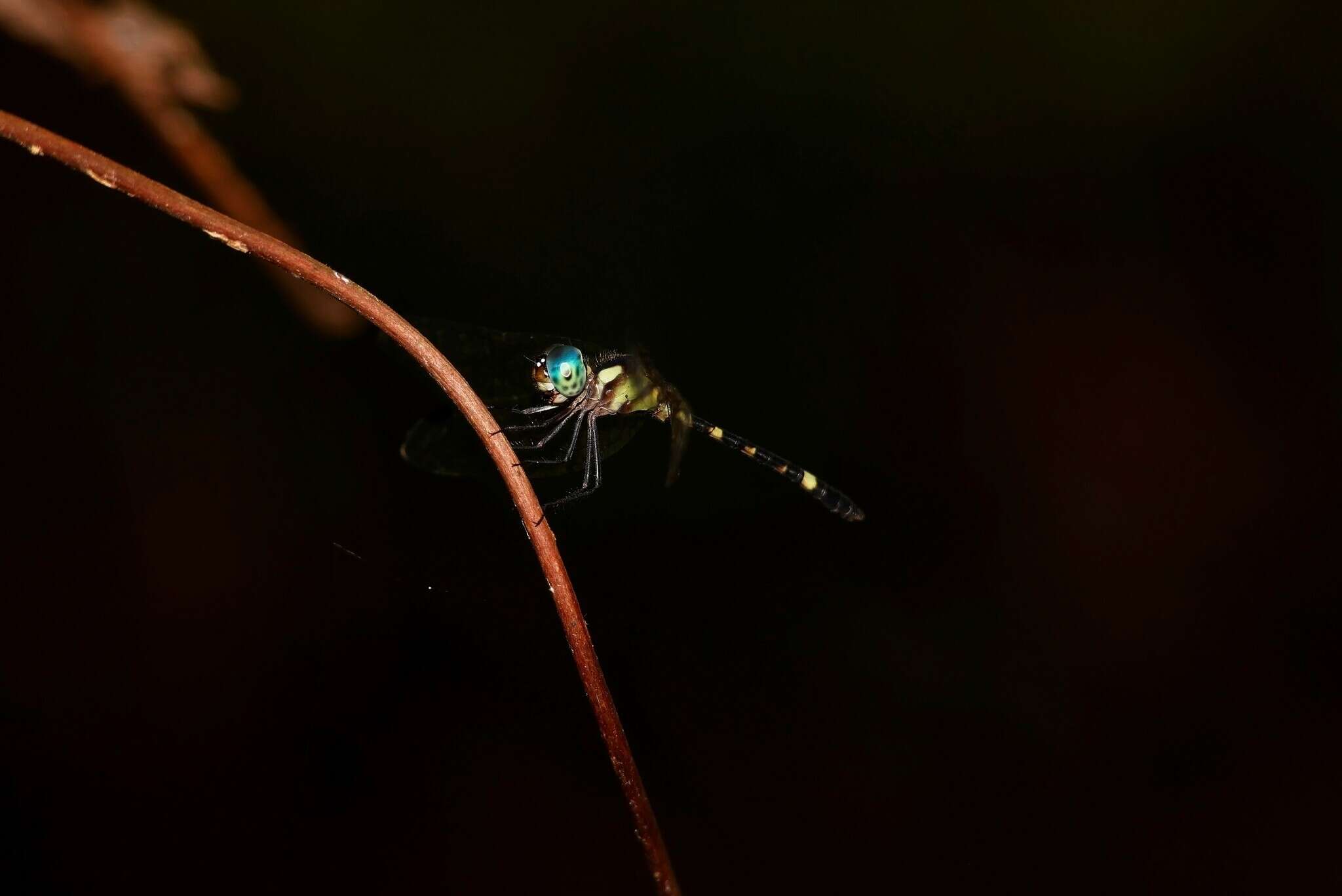 Imagem de Tetrathemis irregularis Brauer 1868