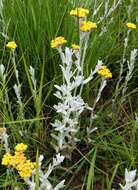 Imagem de Helichrysum aureonitens Sch. Bip.