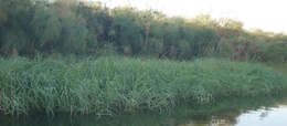 Image of hippo grass