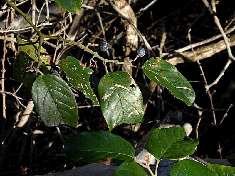 Image of kangaroo vine