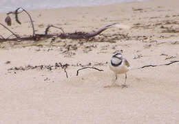 Image de Gravelot de Madagascar