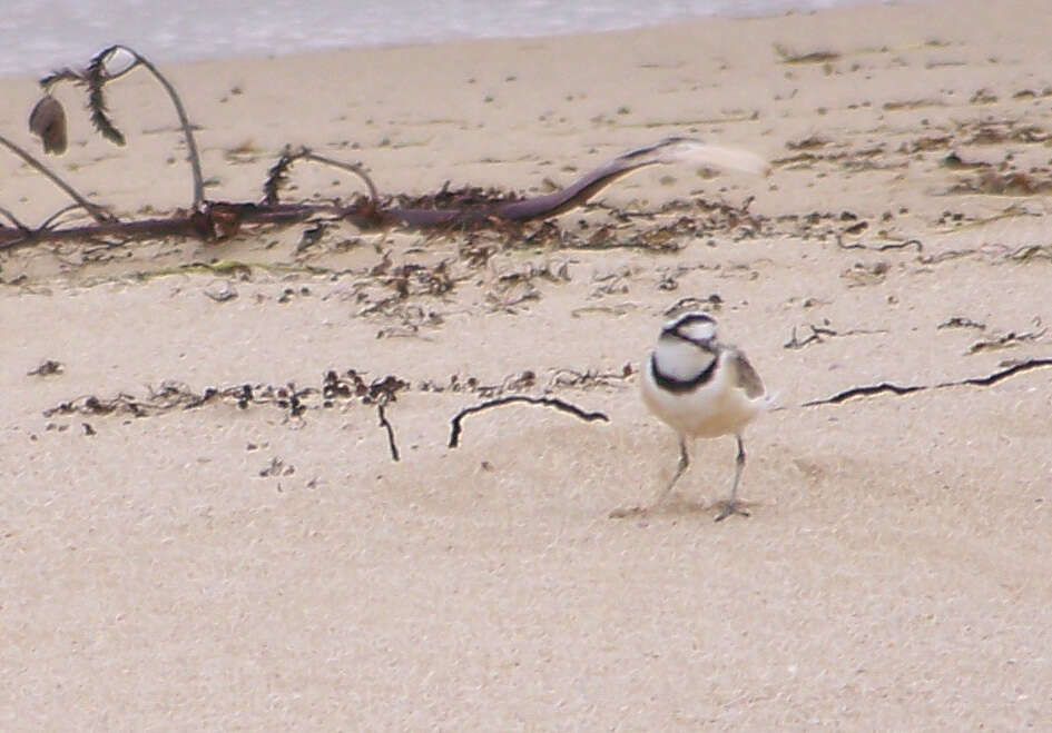 Charadrius thoracicus (Richmond 1896) resmi