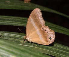 Image de Coelites euptychioides Felder 1867