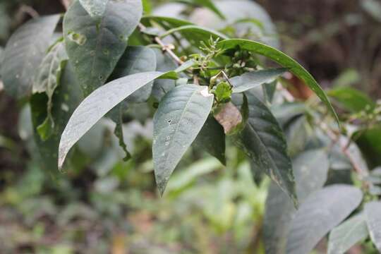 Image of orange jessamine