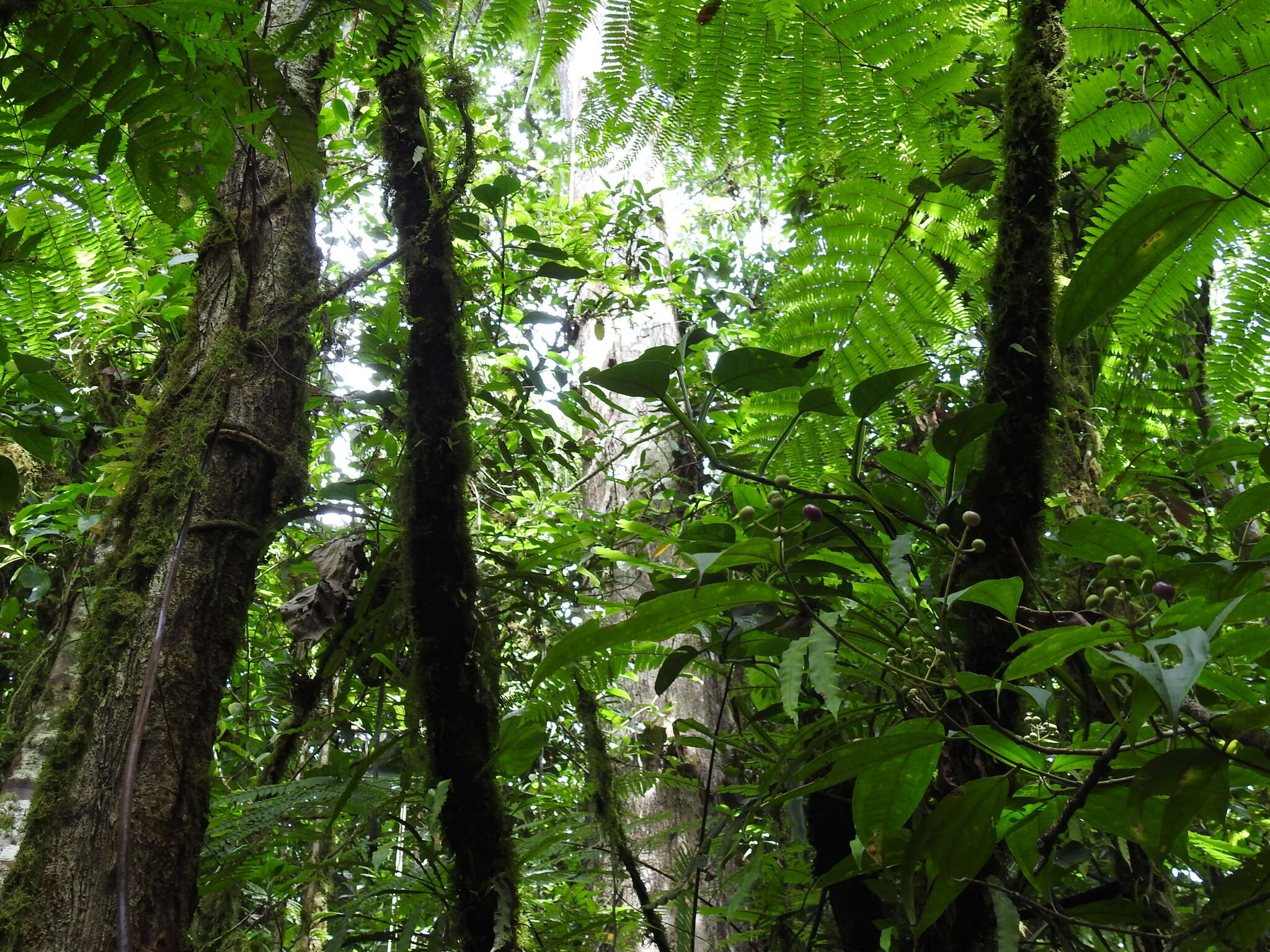 Image of Quercus costaricensis Liebm.