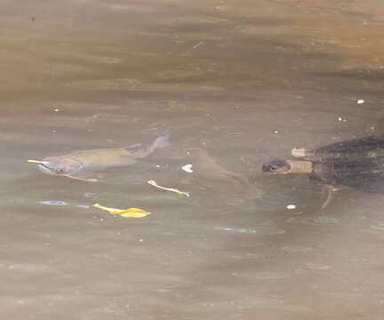 Image of Brycon costaricensis Angulo & Gracian-Negrete 2013