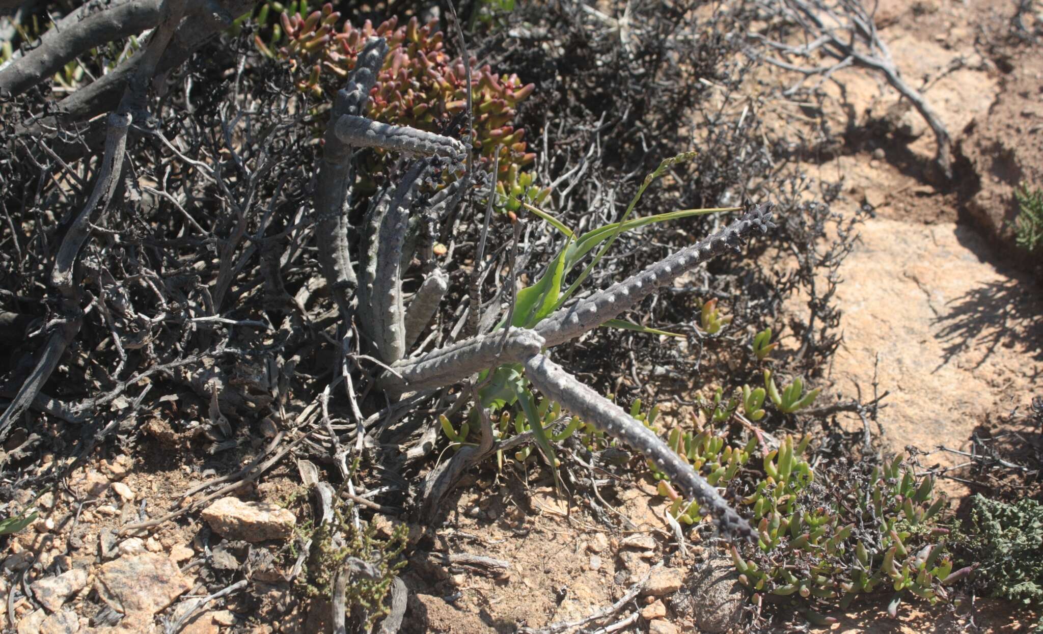 Ceropegia pruinosa (Masson) Bruyns的圖片