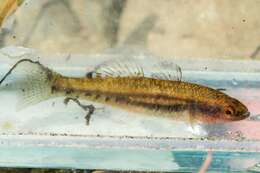 Image of Australian carp-gudgeon