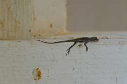 Anolis bonairensis Ruthven 1923 resmi