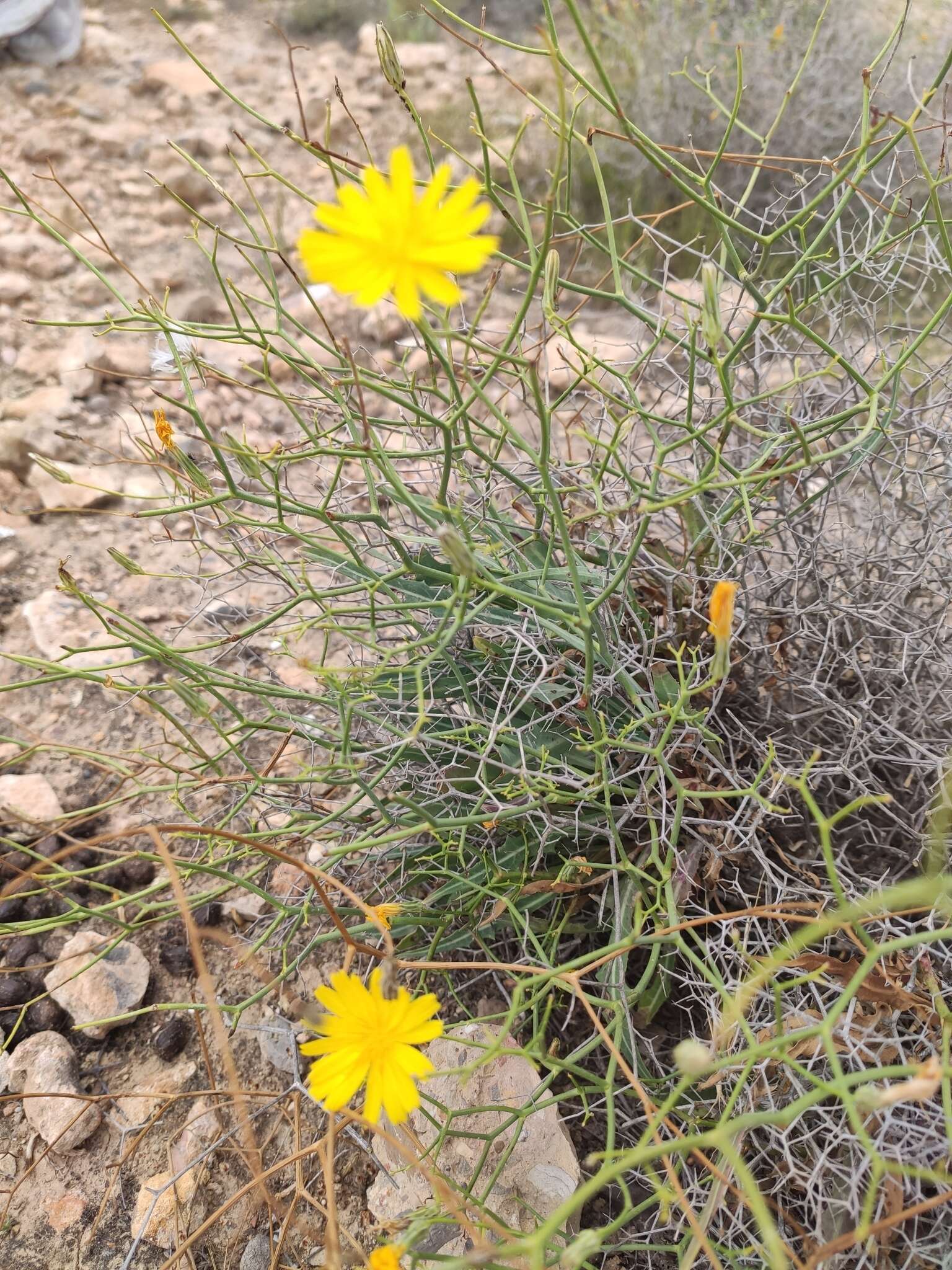 Image of Launaea lanifera Pau