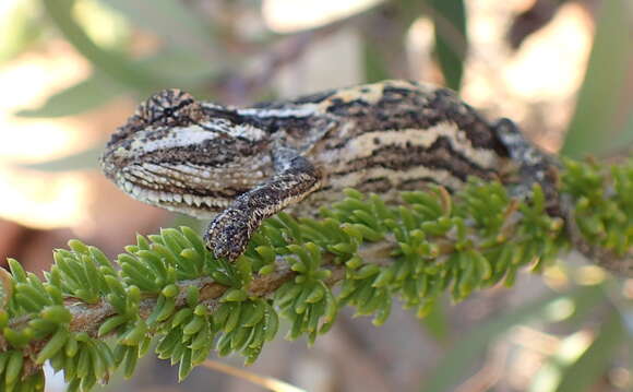 Image of Swartberg Dwarf Chameleon