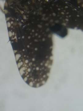 Image of Xanthomyia