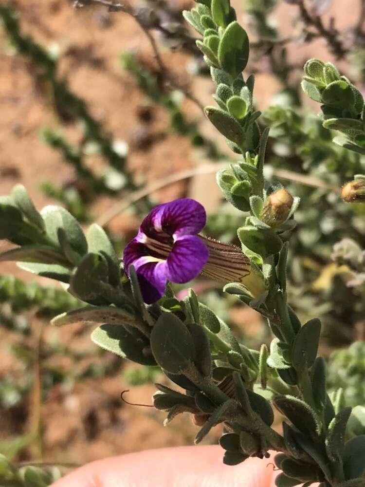 Imagem de Peliostomum virgatum E. Mey. ex Benth.