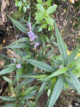 Imagem de Strobilanthes persicifolia (Lindl.) J. R. I. Wood