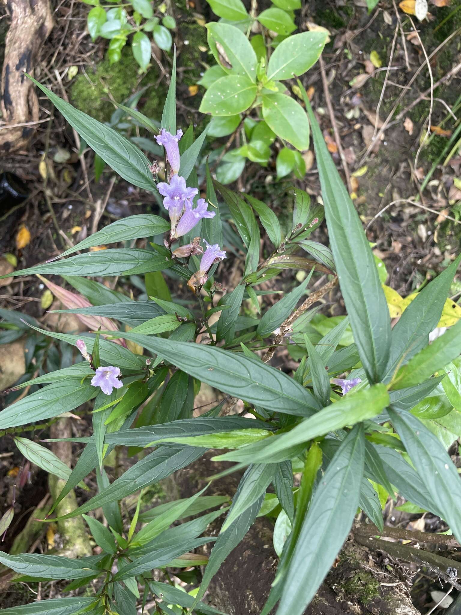 صورة Strobilanthes persicifolia (Lindl.) J. R. I. Wood