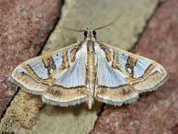 Image of Moth