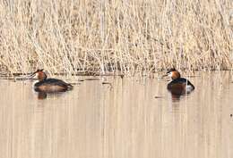 Imagem de Podiceps cristatus cristatus (Linnaeus 1758)