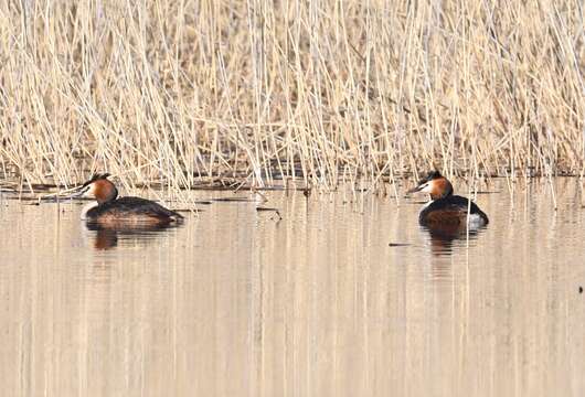 Image of Podiceps cristatus cristatus (Linnaeus 1758)