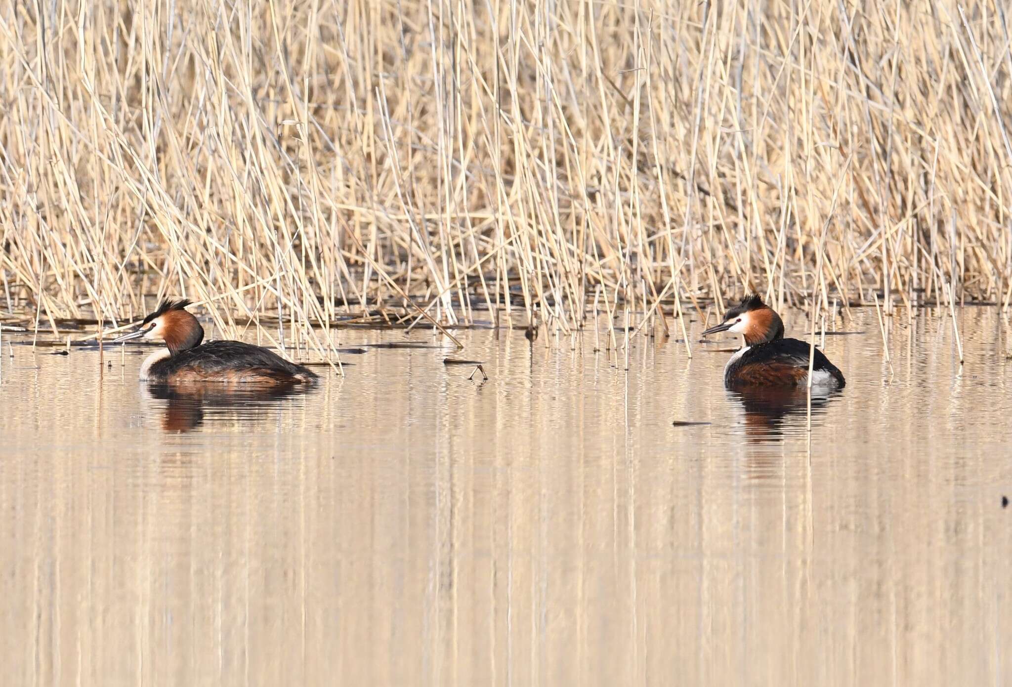 Imagem de Podiceps cristatus cristatus (Linnaeus 1758)