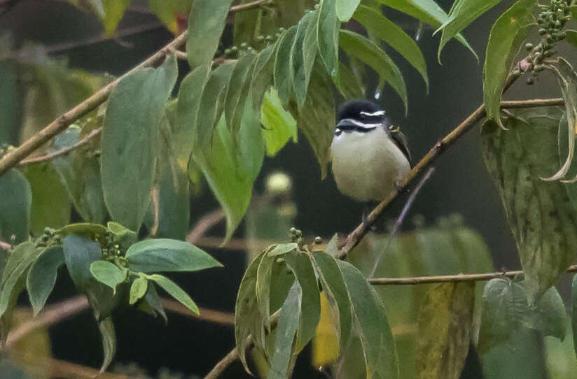 Image of Yellow-rumped Tinkerbird