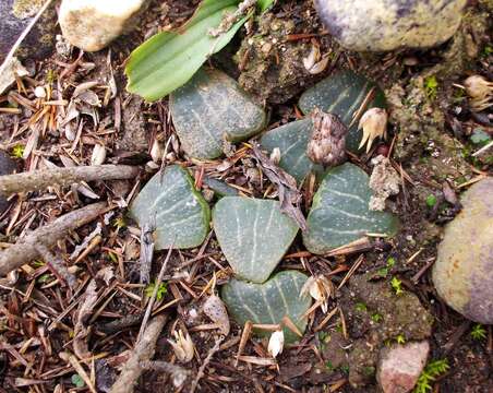 Haworthia pygmaea var. argenteomaculosa (G. G. Sm.) M. B. Bayer resmi