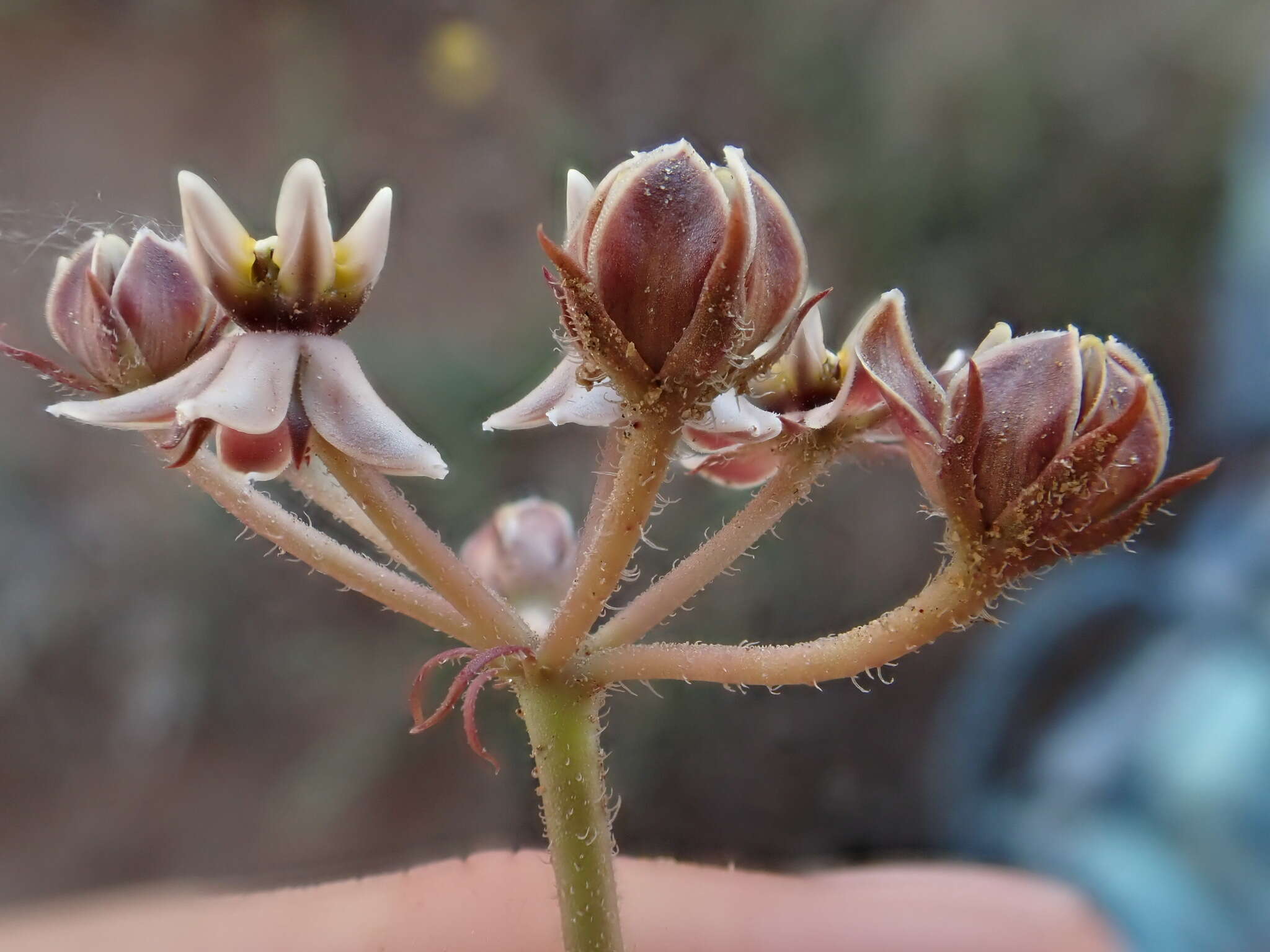 Sivun Asclepias multicaulis (E. Mey.) Schltr. kuva