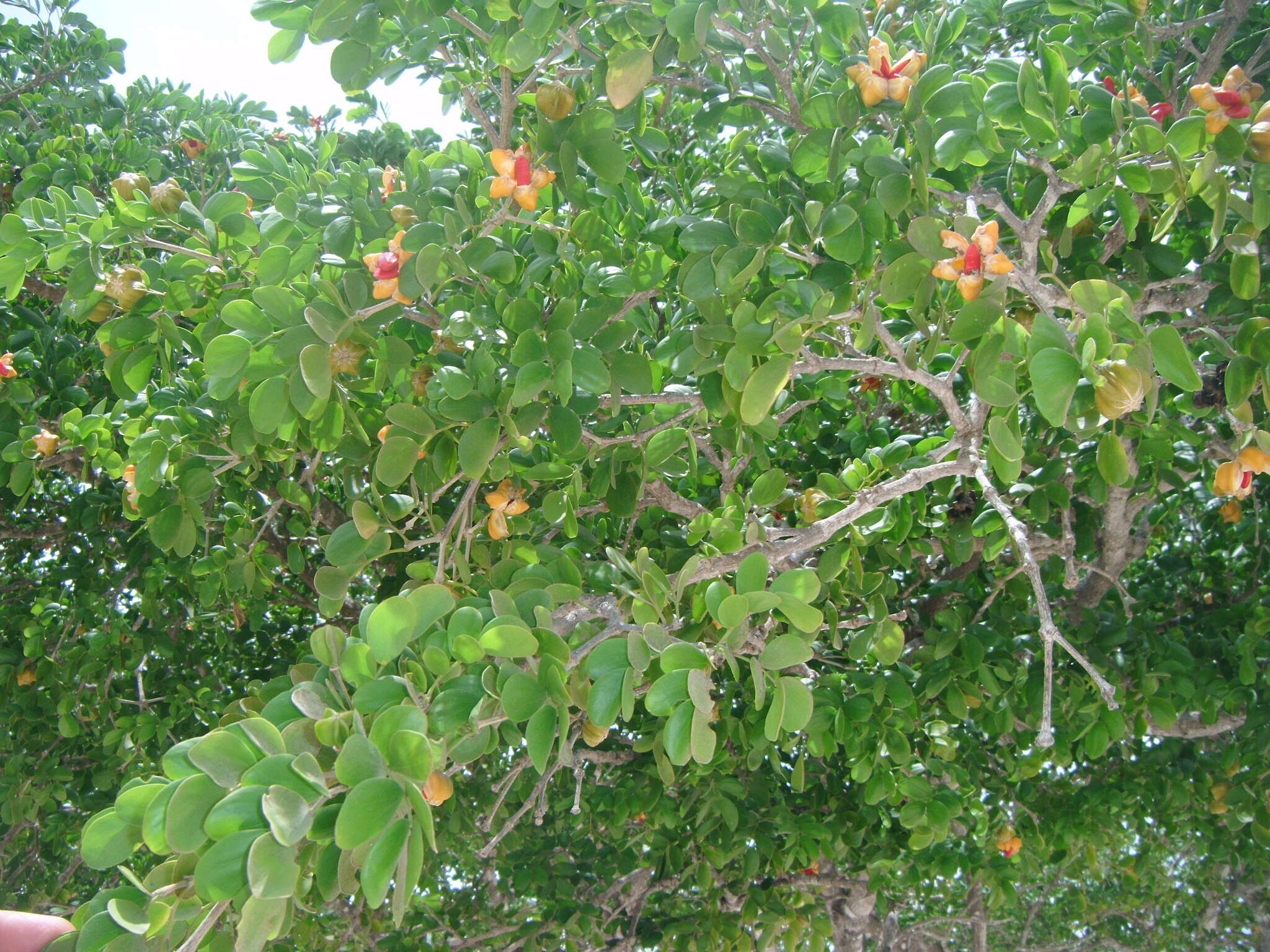 Image of Lignum Vitae