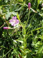 Image of Epilobium duriaei Godron