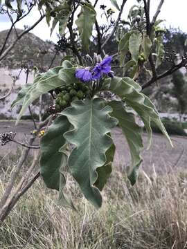 Image of Solanum crinitipes Dun.