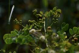 Слика од Mimosa ceratonia L.