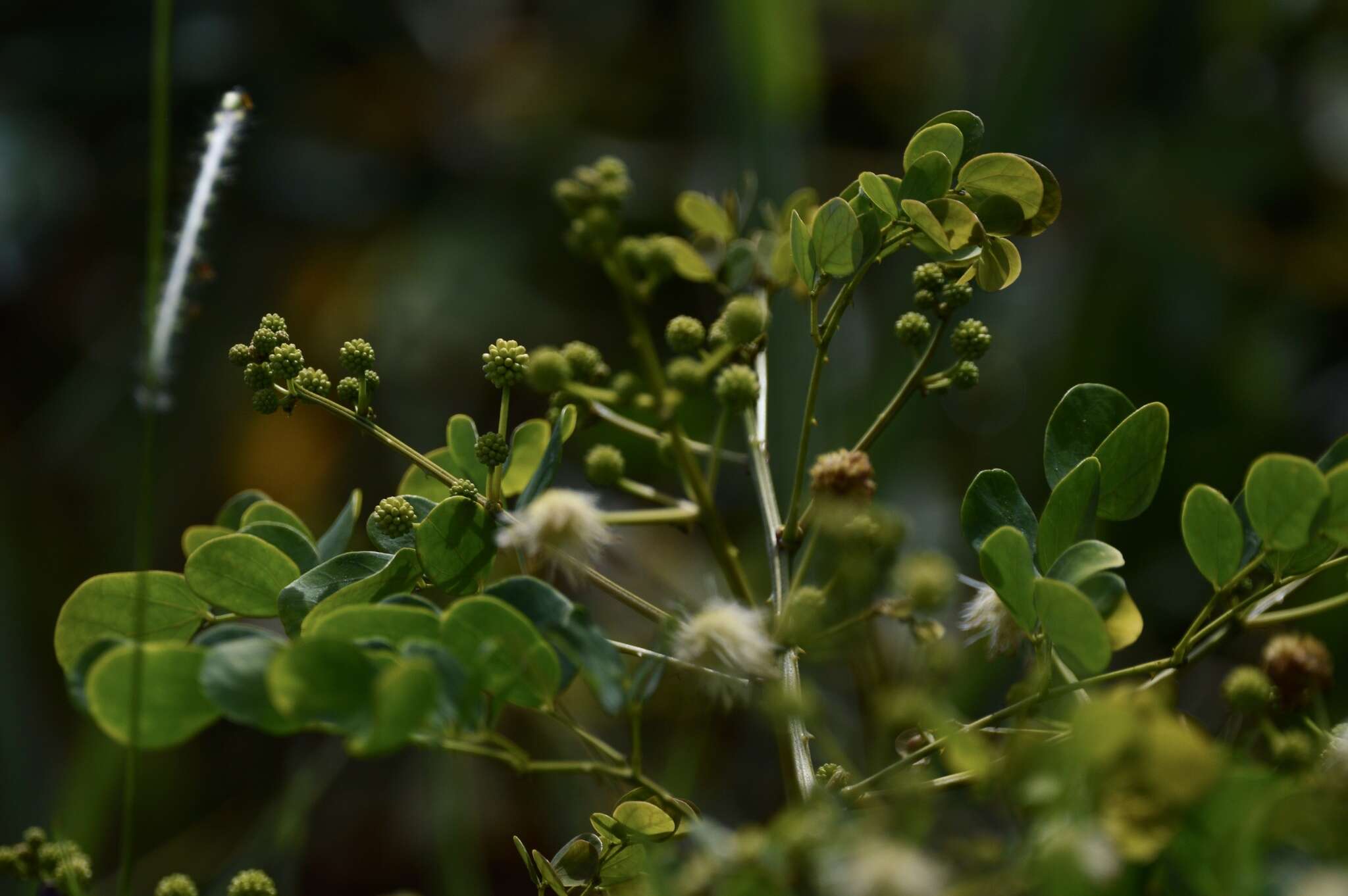 Sivun Mimosa ceratonia L. kuva