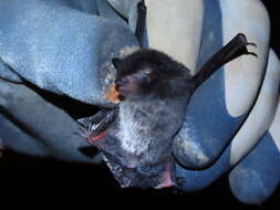 Image of Nepalese Whiskered Bat