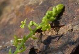 Image of Tragia involucrata L.