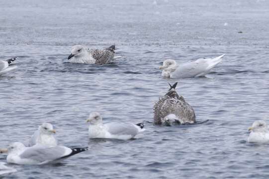 Image of Iceland gull