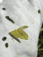 Image of Pink-bordered Yellow, Two-pronged Looper