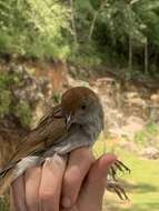 Image of Ruddy-capped Nightingale-Thrush