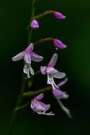 Image de Stenoglottis zambesiaca Rolfe