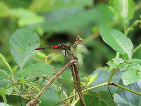 Image of Sympetrum nantouensis Tang, Yeh & Chen 2013