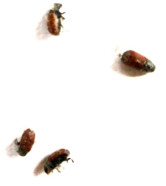 Image of Spruce Beetle