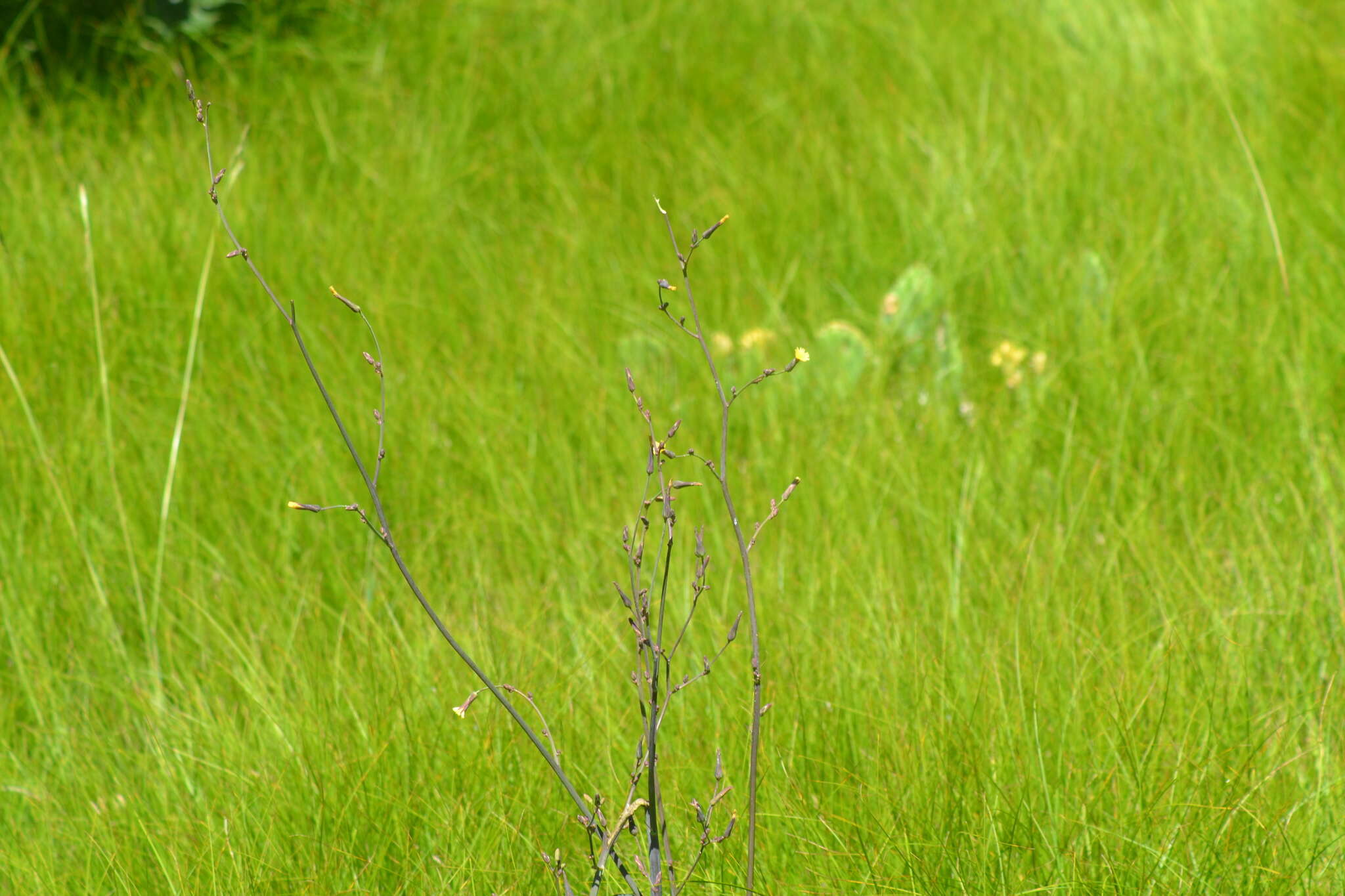 Image of hairy lettuce