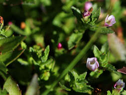 Image de Gratiola pubescens R. Br.