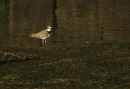 Image de Charadrius dubius curonicus Gmelin & JF 1789