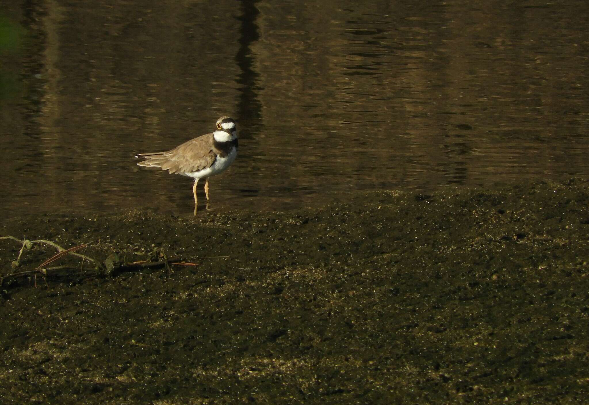 Image de Charadrius dubius curonicus Gmelin & JF 1789