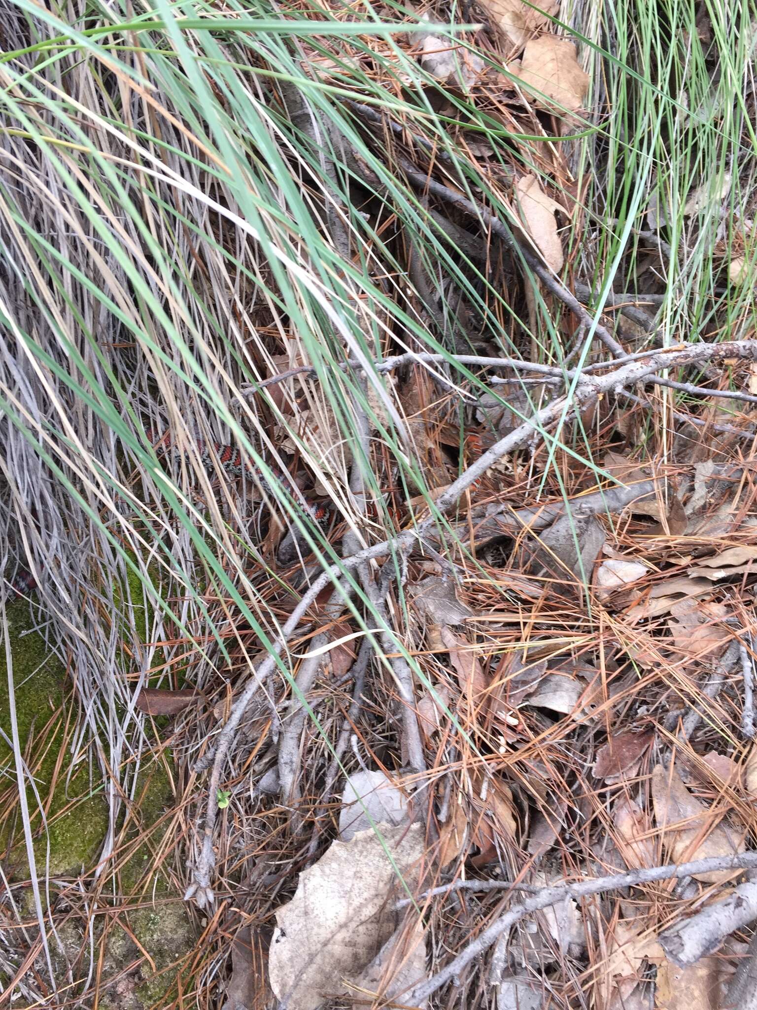 Image of Arizona Mountain Kingsnake