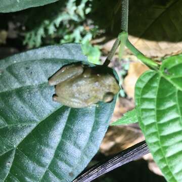 Image of Brazilian Treefrogs