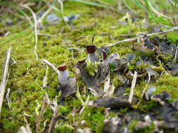 Peltigera didactyla (With.) J. R. Laundon的圖片