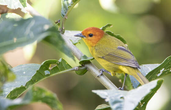 Image of Rust-and-yellow Tanager